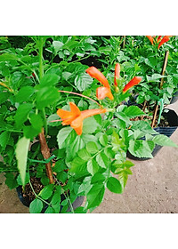 Cây rạng đông ( chùm ớt ) - cây cảnh đẹp + tặng phân bón cho cây