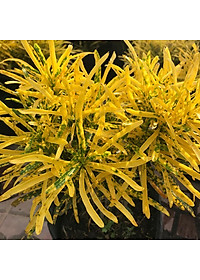 Cây vàng bạc + Tặng phân bón cho cây mau lớn