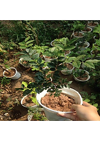 Cây nho thân gỗ tứ quý - cây ăn quả