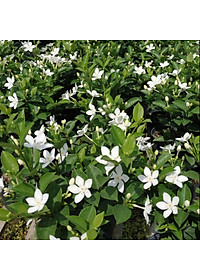 Mai Chỉ Thiên - cây cảnh trong nhà + Tặng phân bón cho cây mau lớn