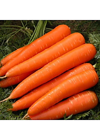 Hạt Giống Cà Rốt Rado 507