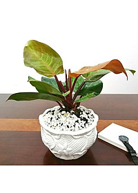 Trầu bà đế vương (đỏ) - cây cảnh để trong nhà + Tặng phân bón cho cây mau lớn