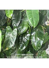 product-img-4