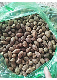 Đặc Sản Kon Tum - Hột đười ươi đều trái nở nhiều - OCOP 3 Sao