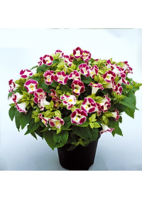 Hạt giống Hoa Tô Liên - hoa mắt nai nhiều màu VTS175