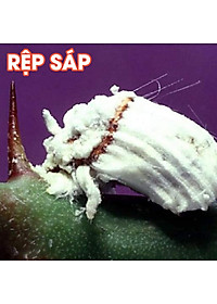 Dầu neem oil Kobi hữu cơ, nguyên chất, diệt bọ, trĩ, nhện đỏ, rệp, sâu, bảo vệ cây hoa hồng, phong lan, ép lạnh -100ml