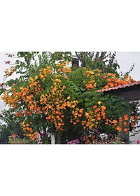 Cây hoa đăng tiêu - cây cảnh vườn + tặng phân bón cho cây