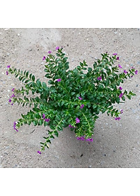  Cây cẩm tú mai nhiều thân nhánh xum xuê phù hợp trồng trang trí  cảnh quan, sân vườn và công viên