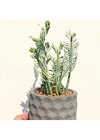 Cây Chân Rết - Cây cảnh mini + tặng phân bón cho cây