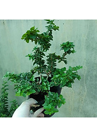 Cây kim quýt thái bonsai - cây cảnh để bàn + tặng phân bón cho cây