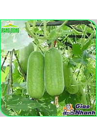 Hạt giống Bí Đao Chanh Lai F1 Siêu Trái, Sinh Trưởng Khỏe, Trồng Quanh Năm - Hạt giống Rạng Đông