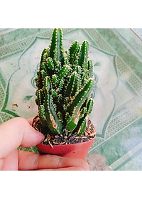 Xương Rồng Thanh Sơn - cây cảnh để bàn