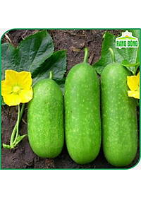 Hạt giống Bí Đao Chanh Lai F1 Siêu Trái, Sinh Trưởng Khỏe, Trồng Quanh Năm - Hạt giống Rạng Đông