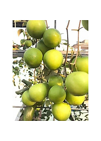 Cây Táo Thái Lan Siêu Trái - cây cảnh vườn