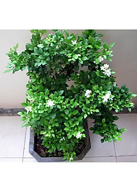 Cây Nguyệt Quế hoa thơm - cây cảnh vườn + Tặng phân bón cho cây