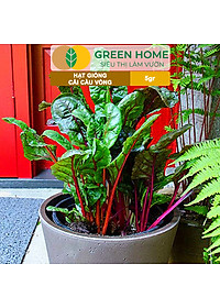 Hạt Giống Rau Cải Cầu Vồng Greenhome, Gói 5g~200 hạt, Dễ Trồng Quanh Năm, Nảy Mầm Cao, Thu Hoạch Nhanh, Năng Suất Cao R06