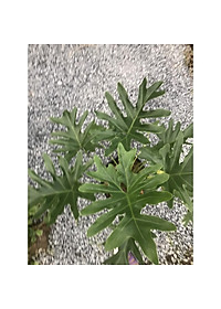 Cây trầu bà cánh phượng - cây cảnh để trong nhà + tặng phân bón cho cây