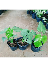 Trầu Bà Lá Xẻ - trầu bà nam mỹ - cây cảnh để trong nhà + tặng phân bón cho cây mau lớn