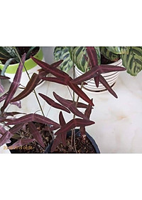 Cây Cánh Bướm - Cây cảnh để bàn + tặng phân bón cho cây