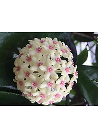 Lan Cẩm Cù - cây cảnh trong nhà + tặng phân bón cho cây mau lớn