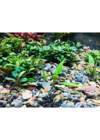 Sạn suối thiên nhiên trải nền bể cá - Bể BioTop - Sỏi suối trải nền thuỷ sinh - Hồ cá cảnh - bể cá