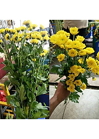 Dung Dịch Xử Lý Hoa TOG Galileo của ISRAEL (Chai 1 Lít) dùng bảo quản hoa cắt cành tươi lâu tại Nhà Vườn Trồng Hoa, Vựa Hoa và Chợ Sỉ Hoa. Tỷ lệ dung dịch 0.1% tức chai 1 Lít TOG pha được 1.000 Lít dung dịch xử lý hoa