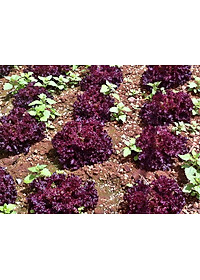 Bộ 2 Gói Hạt Giống Xà Lách Tím Lollo Rossa Phú Nông PN131981 (2g / Gói)