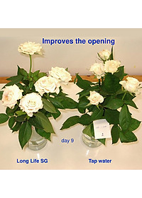 Bột Dưỡng Hoa Hồng Lâu Tàn (Set 10 hộp 1 hộp 10 gói tiết kiệm) giúp hoa luôn tươi mới, cánh hoa hồng cứng cáp gấp 2 lần và trong 14 ngày không thối nước hay cắt tỉa gốc hoa (hiệu Longlife nhập khẩu Israel)