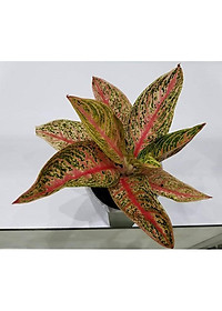 Cây Thịnh Vượng - cây cảnh để bàn + tặng phân bón cho cây