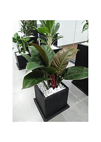 Trầu Bà Đế Vương - cây cảnh để trong nhà + tặng phân bón cho cây