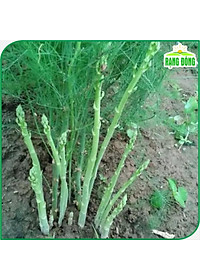 Hạt giống Măng Tây Xanh Chịu Nhiệt Tốt, Dễ Trồng, Kháng Sâu Bệnh - Hạt giống Rạng Đông