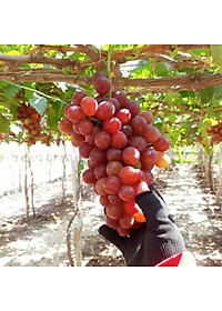 Cây Nho Giống Đỏ Red Cardinal Trái To - cây ăn quả + tặng phân bón cho cây mau lớn