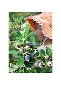 combo 10 cây sim rừng giống