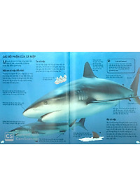 Sách Bách Khoa Tri Thức Về Khám Phá Thế Giới Cho Trẻ Em - Cá Mập (Tái Bản 2018)