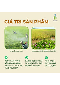 Gạo Ngỗng Sinh Thái ST25 - Gạo Sạch Ruộng Rươi Tôm Gói 700gr