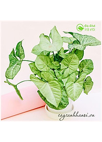 Cây Trầu Bà Trắng - cây cảnh mini để bàn + tặng phân bón cho cây