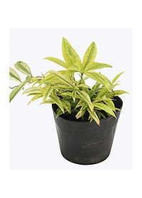 product-img-6