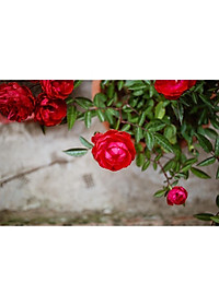 product-img-1