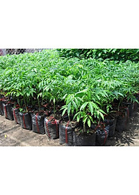 Cây cóc thái + Tặng phân bón cho cây mau lớn