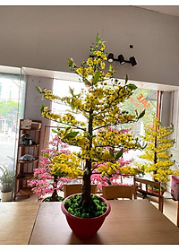 Cây Hoa Mai Nhựa Cao 1m45 Hoa Mai Giả Trang Trí Tết