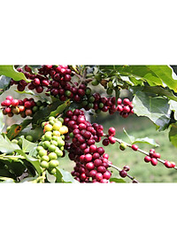 Cà Phê Rovina Gu Âu -  Pha Máy -  Gói 250gr ( Nguyên Hạt) Mùi Thơm Quyến Rũ, Đậm Đà Hương Vị Nhẹ Nhàng Trời Âu