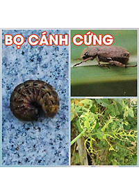 Dầu neem oil Kobi hữu cơ, nguyên chất, diệt bọ, trĩ, nhện đỏ, rệp, sâu, bảo vệ cây hoa hồng, phong lan, ép lạnh -100ml