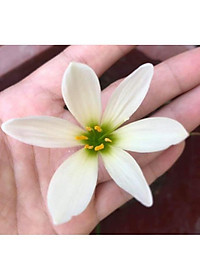 Cây huệ mưa (trắng) - cây cảnh vườn + tặng phân bón cho cây