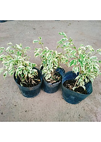 product-img-9
