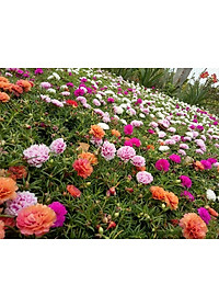 Hạt giống Hoa Mười Giờ Mỹ cánh kép nhiều màu VTS93