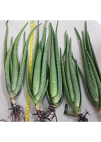 cây  nha đam cây giống