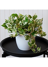 Cây trầu bà cẩm thạch - trầu bà ngọc thủy - cây cảnh để bàn + tặng phân bón cho cây