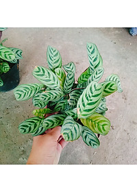 Cây Đuôi Công - cây cảnh để bàn + Tặng phân bón cho cây