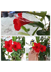 Cây huỳnh anh đỏ ( cây trang đài leo ) - cây cảnh sân vườn - tặng phân bón cho cây