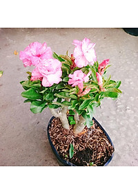 Cây Hoa Sứ Kỳ Duyên - cây cảnh để bàn + tặng phân bón cho cây